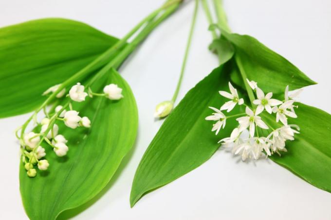 Mistaking lily of the valley for wild garlic