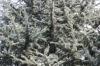 Cedar Tree, Cedrus: Plantering och skötsel från A-Z