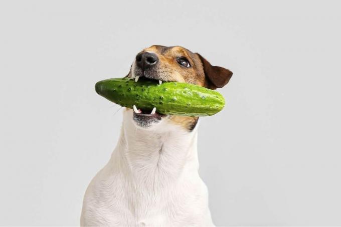 Hund med gurka i munnen