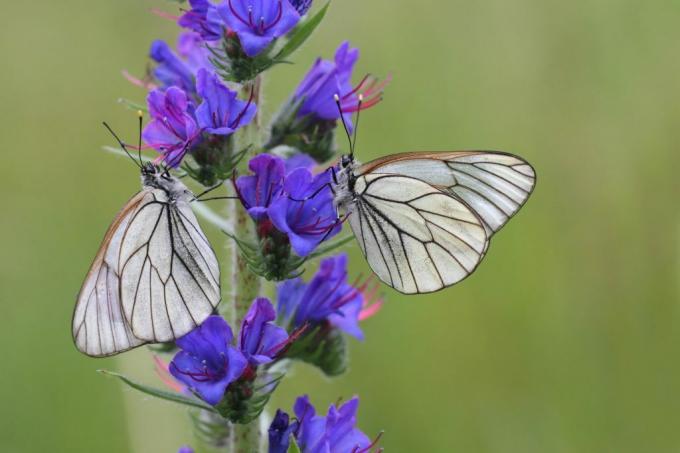 Motyle na kwiatach Viper Bugloss