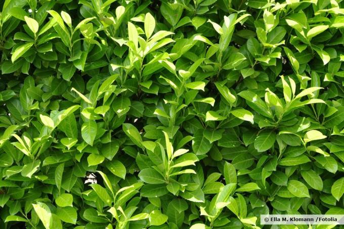 Cherry laurel as a hedge