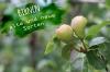 梨の品種：28の新旧の品種