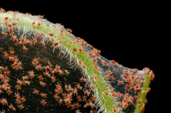 Linden leaf with spider mites