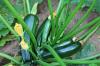 Merawat zucchini: penyiraman, pemupukan & penyakit