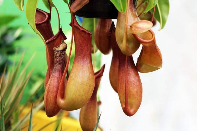 Nepenthes piante carnivore