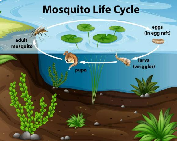 Livscyklus for en myg i dammen Livscyklus for en myg