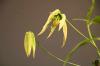 Afrykańska lilia pnąca, Gloriosa rothschildiana