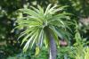 Palma del Madagascar, palma di cactus, pachypodium lamerei