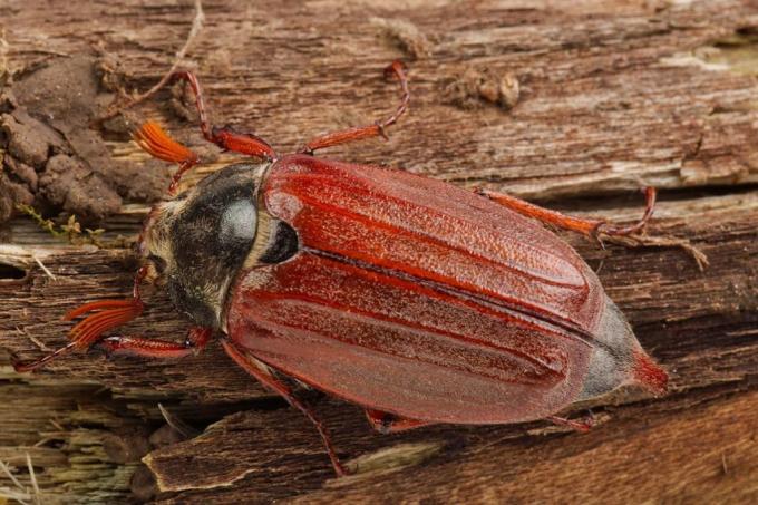 Cockchafer (Melolontha melolontha) kumbang asli