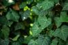 39 рослин, які викликають алергію