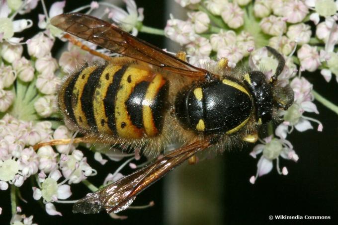 ノルウェーのハチ（Dolichovespula norwegica）