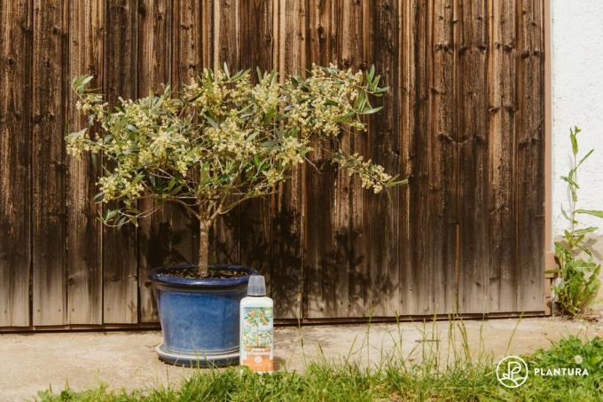 Citrusgödsel för olivträd