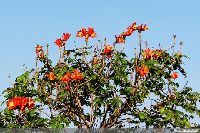 עץ צבעונים אפריקאי - Spathodea campanulata