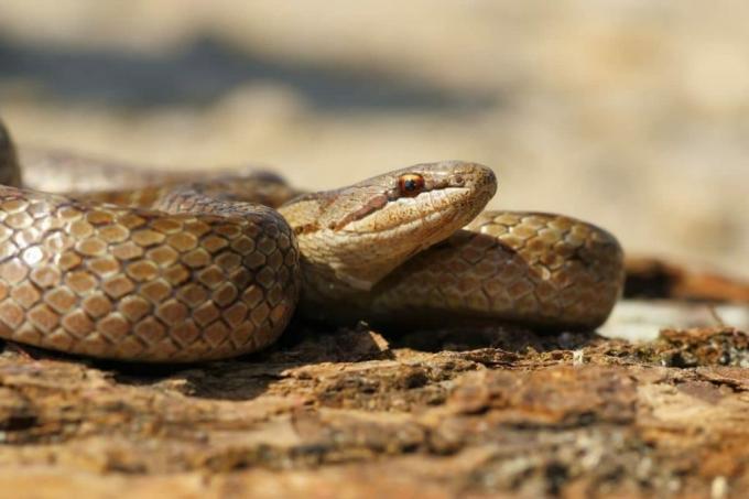 Glatte slanger er en af ​​de sjældne arter af slanger i Tyskland
