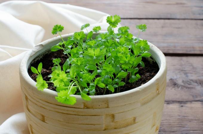 Parsley in the pot