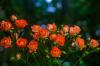 Blomsterspråk: symbolisk betydelse av blommor