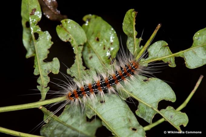 Bear Moth - Erebidae, brown caterpillars