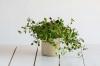 Caring for oregano: tips for wintering, cutting & Co.