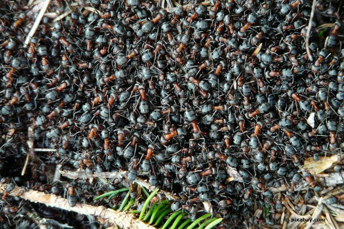 Preselite lesne mravlje