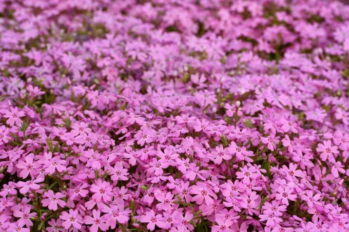 Pink carpet phlox flowers