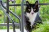 תרופות נגד שתן חתולים בגינה