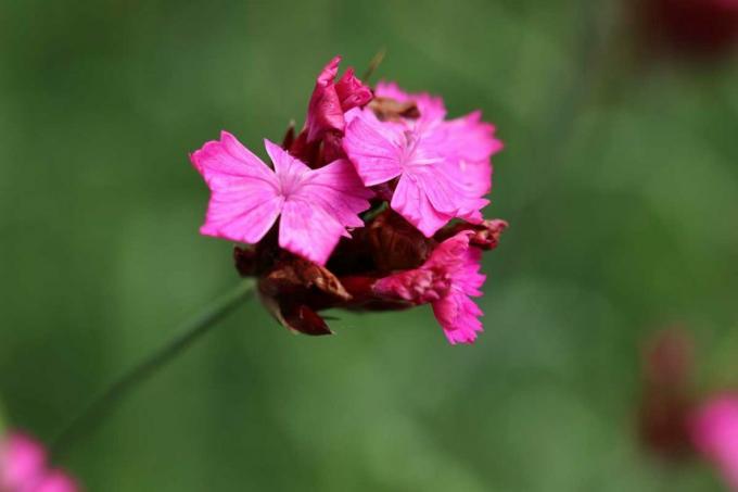 カルトジオ会のカーネーション（Dianthus carthusianorum）