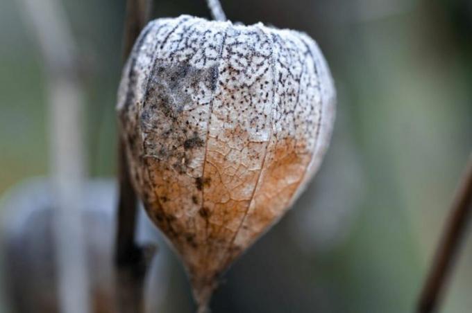 Physalis fruit covered in frost