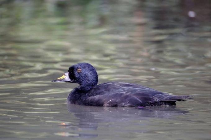 Image of a scoter in the water