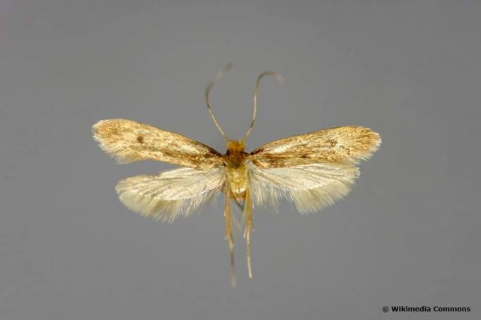Fur moth