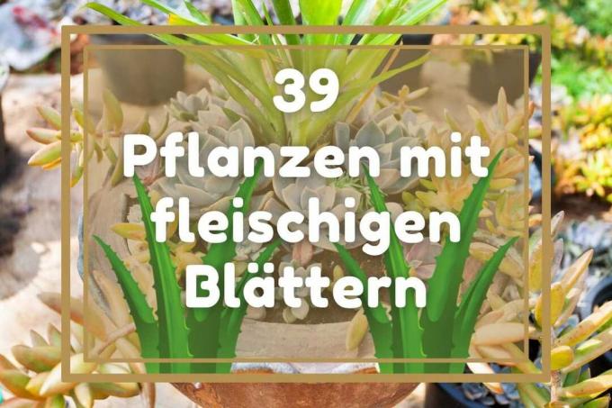 39 биљака са меснатим листовима од А-З - насловна слика
