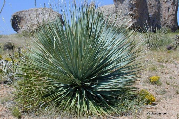 Sinilehtinen yucca, Yucca rostrata
