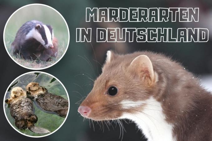 Marten species in Germany - badger, otter and stone marten