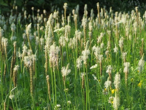 Weidewegerich, fleur de prairie blanche