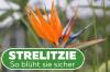 Strelitzia'nın çiçek açması: işte böyle çalışır