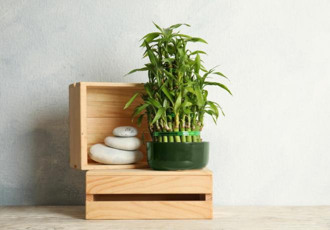 Lucky bamboo on wooden boxes