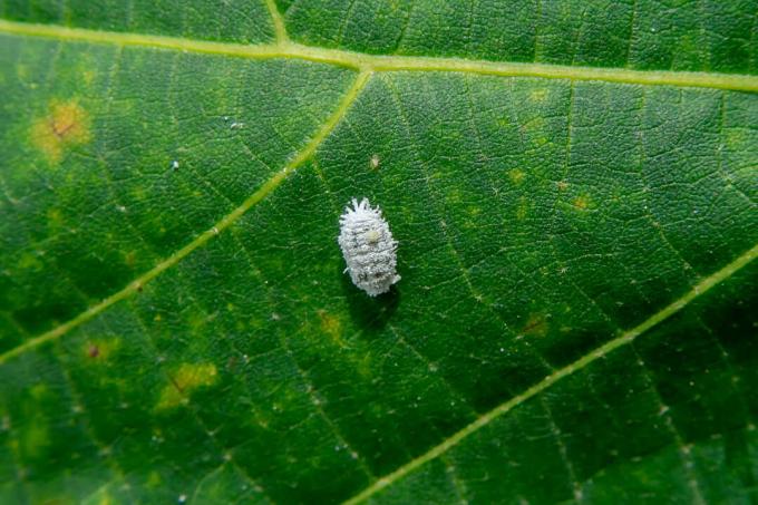 Bílý moučný hmyz na listu se žlutými skvrnami