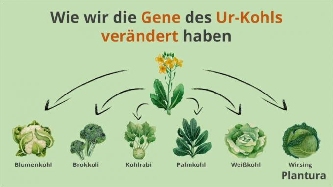 Εκτροφή και διασταύρωση στο λάχανο Γενετική γονιδίων λαχανικού λάχανου