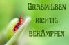 Fight grass mites: 7 natural home remedies