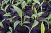 Растение банан: засадете и се грижите за него в собствената си градина