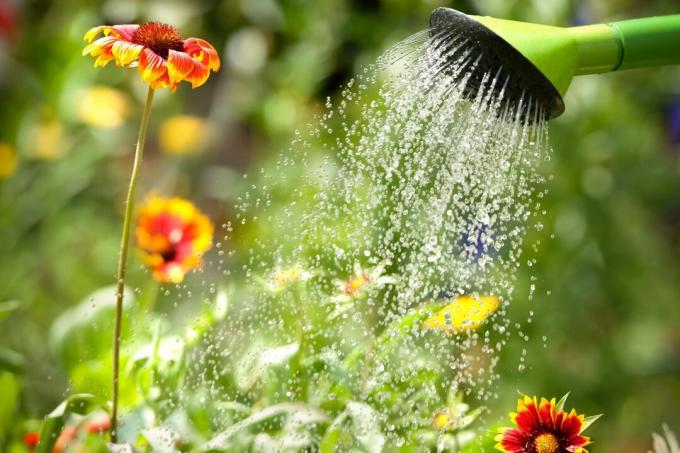 Blommor vattnas med en vattenkanna
