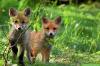 Изплашете лисиците от градината и ги дръжте настрана