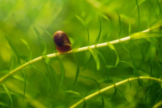 enlever-les-escargots-des-plantes-d-aquarium
