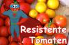 Lad grønne tomater modne om efteråret: de bliver stadig røde