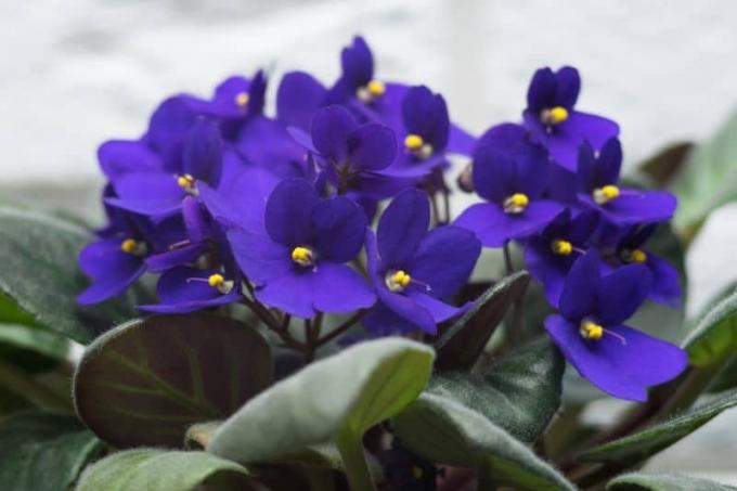 Afrikkalainen violetti (Saintpaulina ionantha)