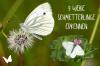 白い蝶を特定する：写真付きの9種