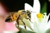 10 tipov pre včelí raj vo vlastnej záhrade