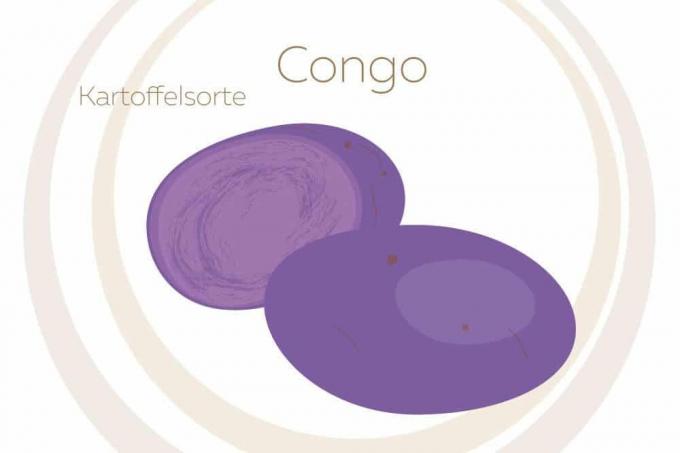 Kongo kartupeļu šķirne