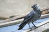 Jackdaw: música, época de reprodução, jovem pássaro e companhia
