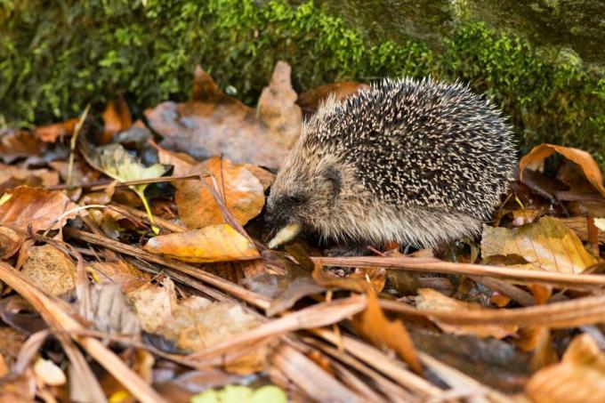 Hedgehog eats snail