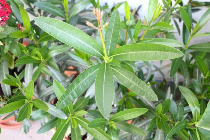 Олеандр также используется как лекарственное растение.
